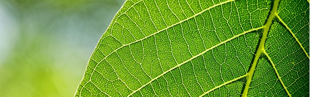 sucitesa leafs2